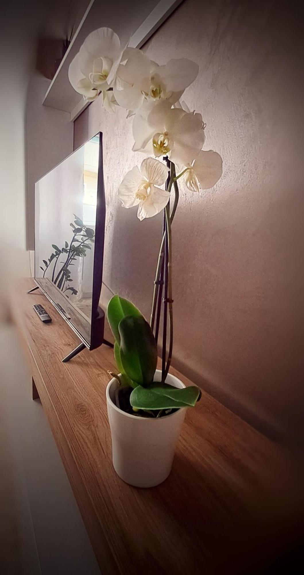 Roma Bema Apartment - Charme E Relax A Due Passi Dal Vaticano 외부 사진